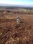 Koala perdu.jpg