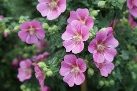 Anisodontea Elegans Princess.jpg