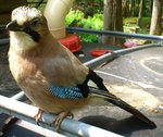 DSC_0151.jpg