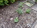 mon tout petit jardin.JPG