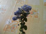 IMG_20130522_125039.jpg