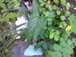IMG_20130523_110320.jpg
