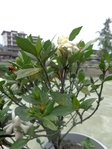 plante.jpg