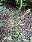 tomate....JPG