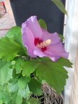 IMG_20130917_091549.jpg