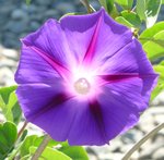 soleilviolet.jpg