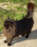 Katze2.jpg