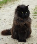 Katze1.jpg