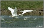 cygnes en envol.jpg
