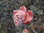 DSC03497.JPG