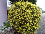 Jasmin d'Hiver.JPG