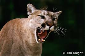 Cougar.jpg