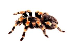 Red Knee Tarantula.jpg