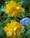 pompomflower.jpg