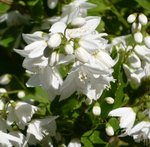 deutzia-.jpg