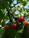 cerises.jpg
