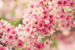 3-cerisier-cherry-blossoms-japon-sakura-spring.jpg