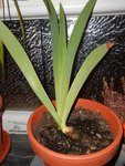 amaryllidaceae ?