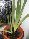 amaryllidaceae 2 ?