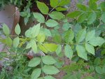 DSCF0921.JPG