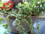 DSCN3784.JPG