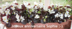 Bégonias.png