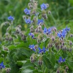graines-bourrache-officinale.jpg