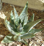P1000050.JPG