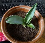 DSC04180.JPG