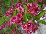 DSC04116.JPG
