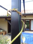 DSC04118.JPG