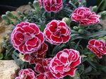 DSC04122.JPG