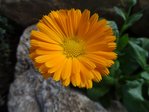 DSC04123.JPG