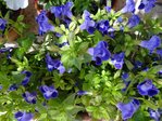 DSC04193.JPG