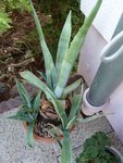 Agave.jpg