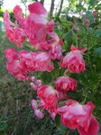 DSC04199.JPG