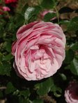DSC04200.JPG