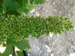 Du grenache en fleur :P