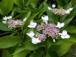 P1000055s.jpg