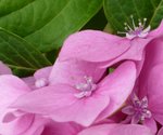 Hortensia.jpg