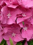 Hortensia2.jpg
