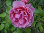 DSC04442.JPG