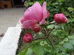 DSC04444.JPG