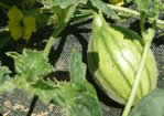 avoirlemelon.jpg