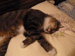 trop fatiqué moi (2).JPG