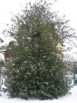 là je suis à 3m de haut dans le Houx, les branches font 2cm maxi...