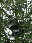 les oiseaux s'en foutent, j'peux pas les attraper...