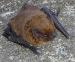 Chauvesouris.jpg