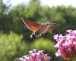 sphynx colibri.jpg