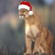 cougard noel.jpg